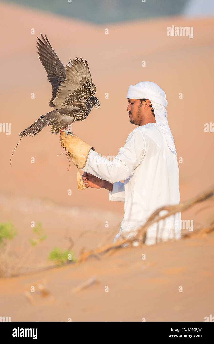 Trained Saker Falcon (Falco cherrug) on glove of falconer. Abu Dhabi Stock Photo