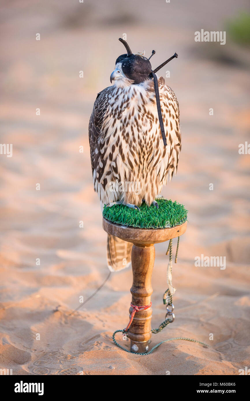 Saker Falcon (Falco cherrug). Trained bird with hood on block. Abu Dhabi Stock Photo