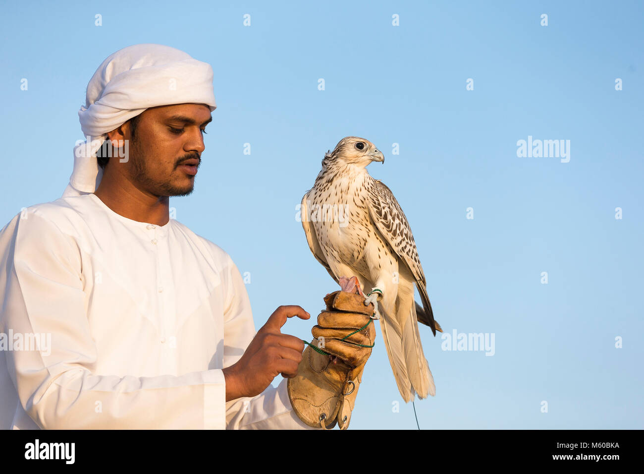 https://c8.alamy.com/comp/M60BKA/trained-saker-falcon-falco-cherrug-on-glove-of-falconer-abu-dhabi-M60BKA.jpg