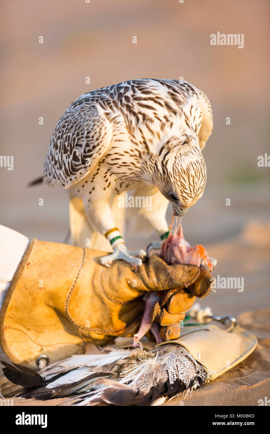 Trained Saker Falcon (Falco cherrug) standing on lure on sand, being feed by falconer. Abu Dhabi Stock Photo