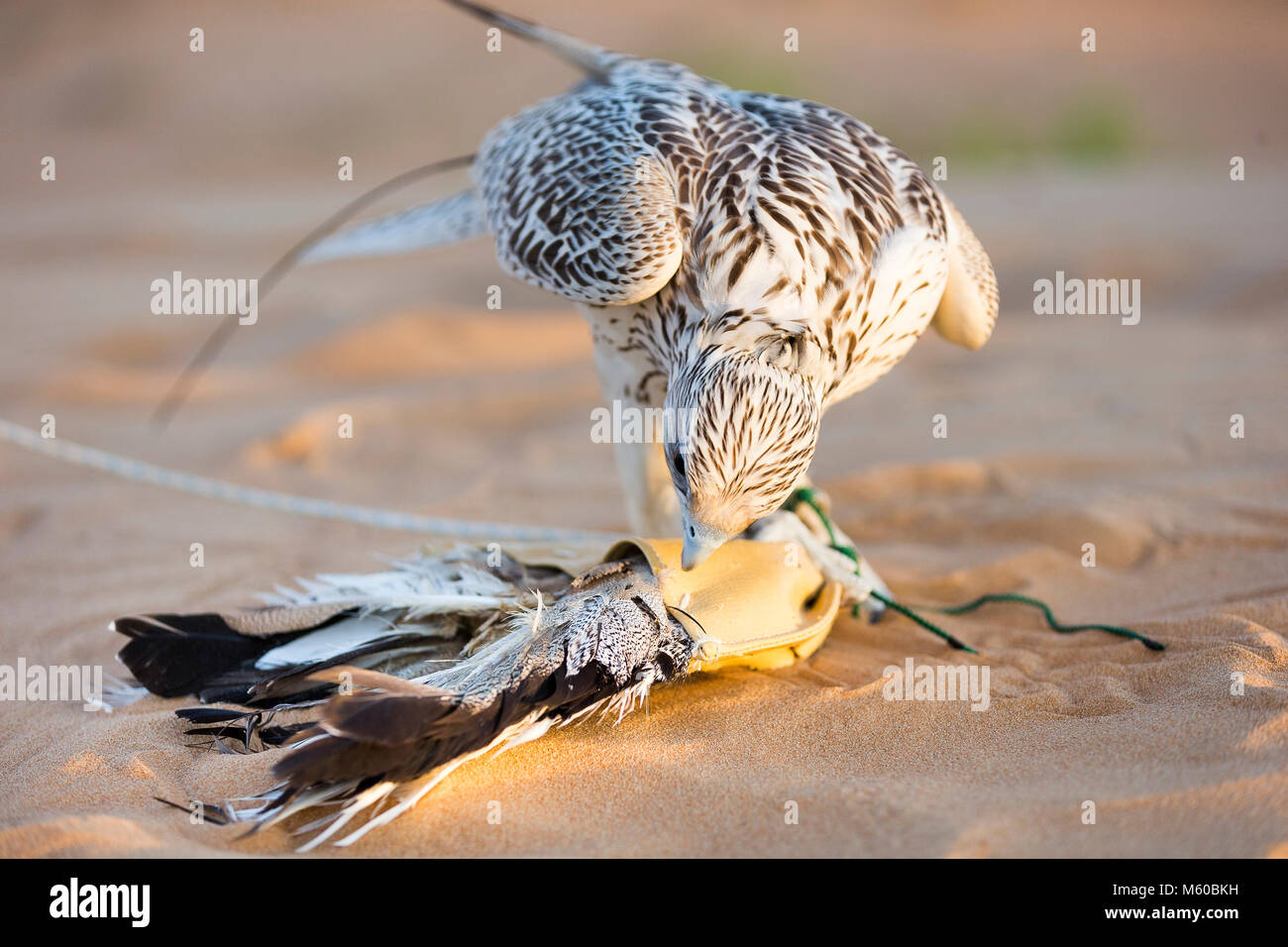 Trained Saker Falcon (Falco cherrug) standing on lure on sand. Abu Dhabi Stock Photo