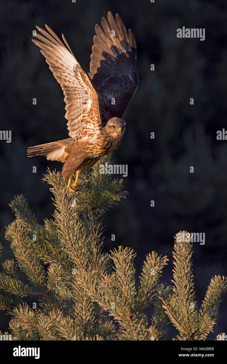Common Buzzard (Buteo buteo) taking-off from a pine. Austria Stock Photo