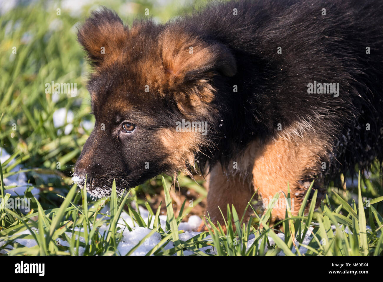 German Shepherd. Long-haired puppy walking on a meadow in spring. Germany Stock Photo
