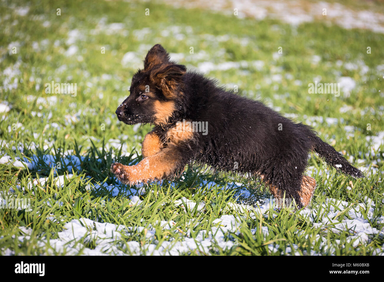 German Shepherd. Long-haired puppy running on a meadow in spring. Germany Stock Photo