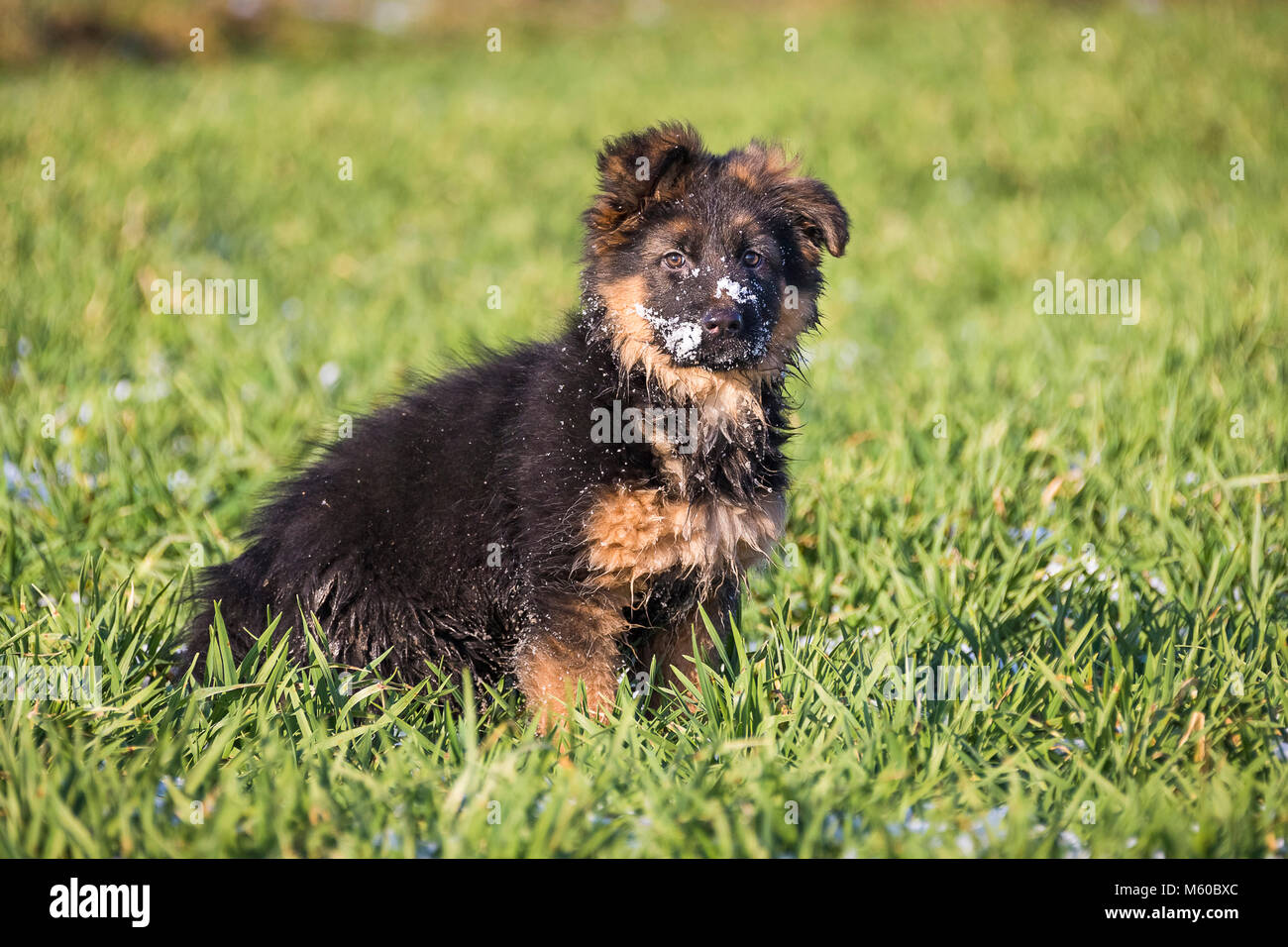 German Shepherd. Long-haired puppy sitting on a meadow in spring, with snow on its snout. Germany Stock Photo