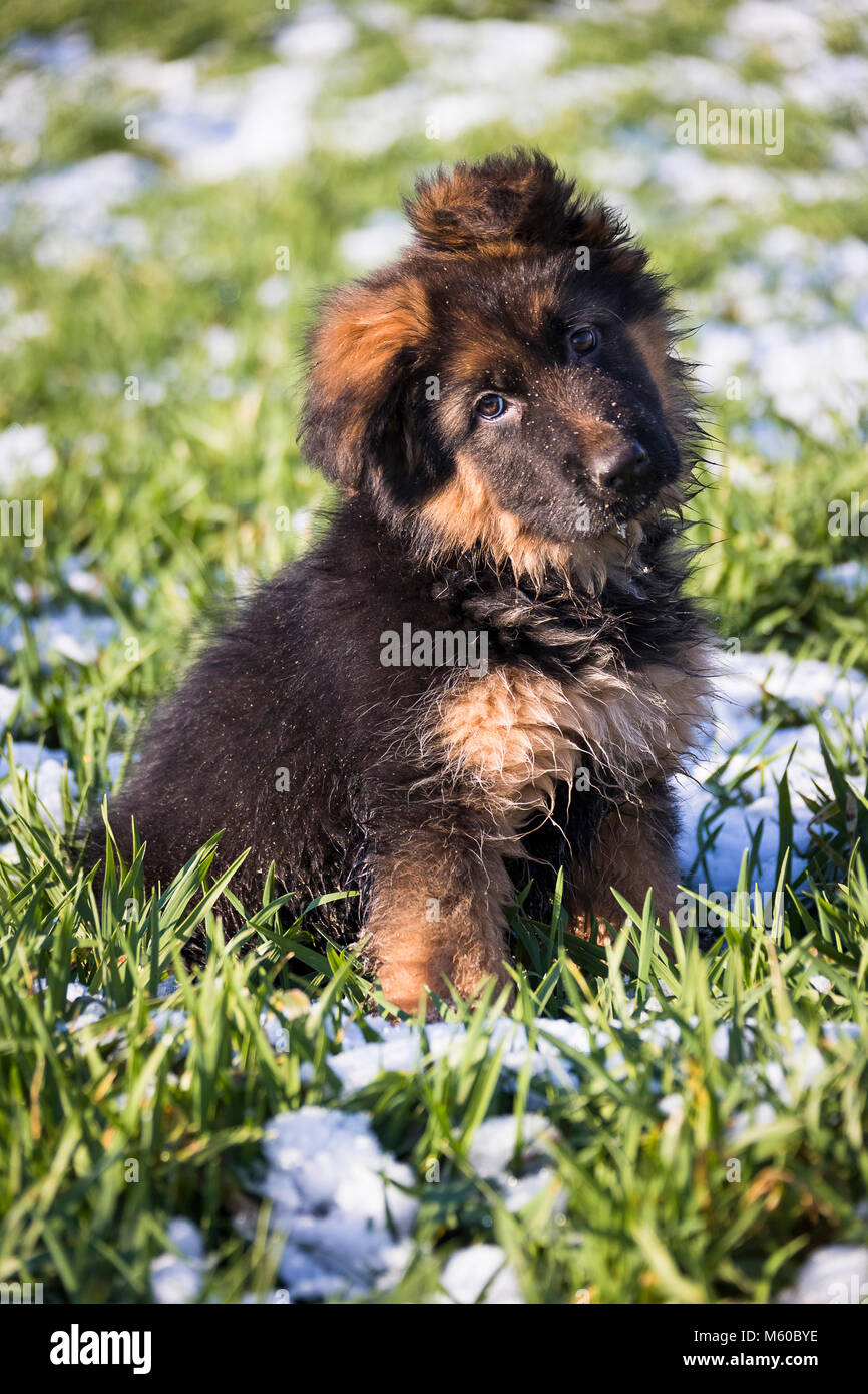 German Shepherd Long Haired Puppy Sitting On A Meadow In Spring