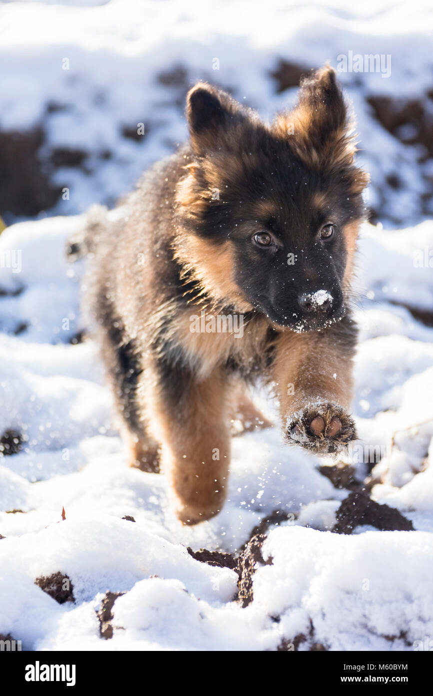German Shepherd. Long-haired puppy running in snow. Germany Stock Photo