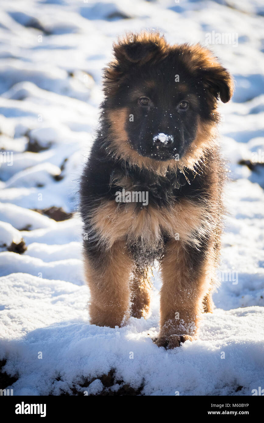 German Shepherd. Long-haired puppy standing in snow. Germany Stock Photo