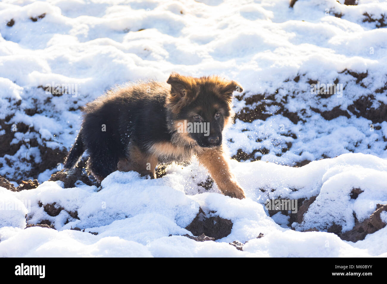 German Shepherd. Long-haired puppy walking in snow. Germany Stock Photo