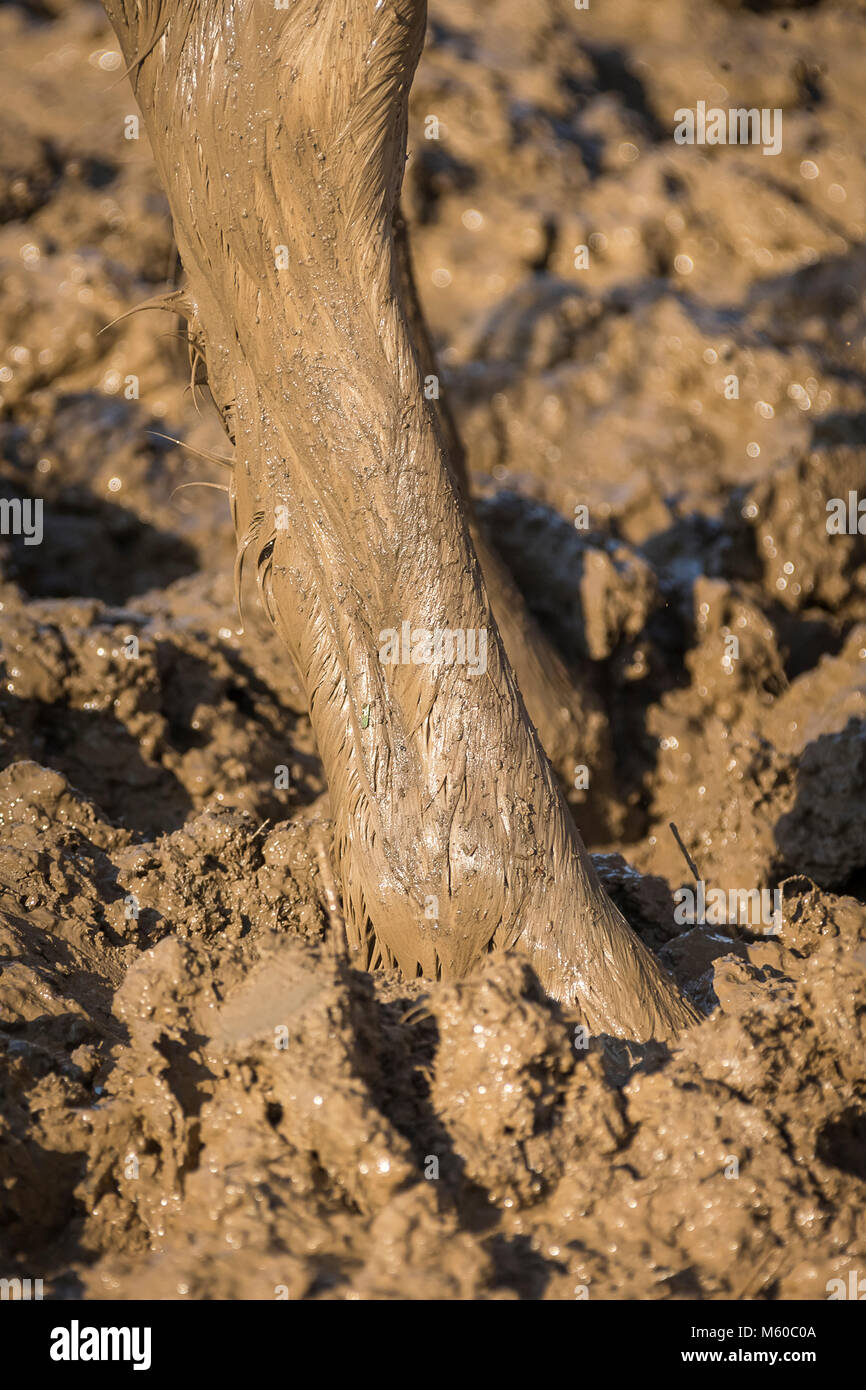 Domestic horse. Horse in a muddy paddock, close-up of leg. Germany Stock Photo