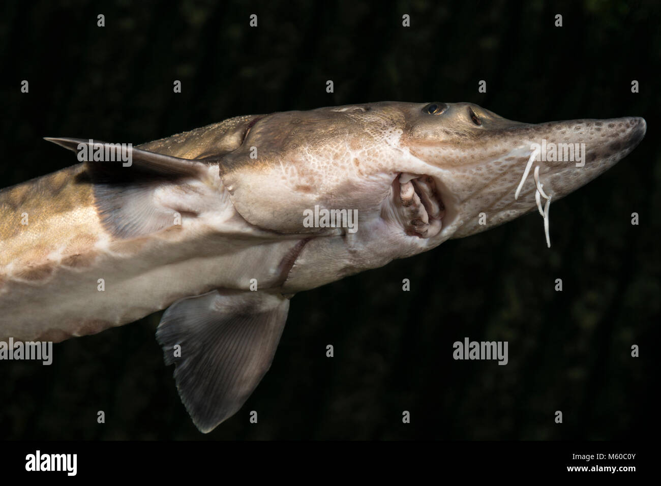 European Sea Sturgeon, Common Sturgeon, Baltic Sturgeon (Acipenser sturio). Adult seen from underneath. Germany Stock Photo