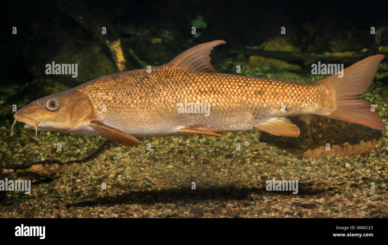 Common Barbel (Barbus barbus). Adult swimming under water. Germany Stock Photo