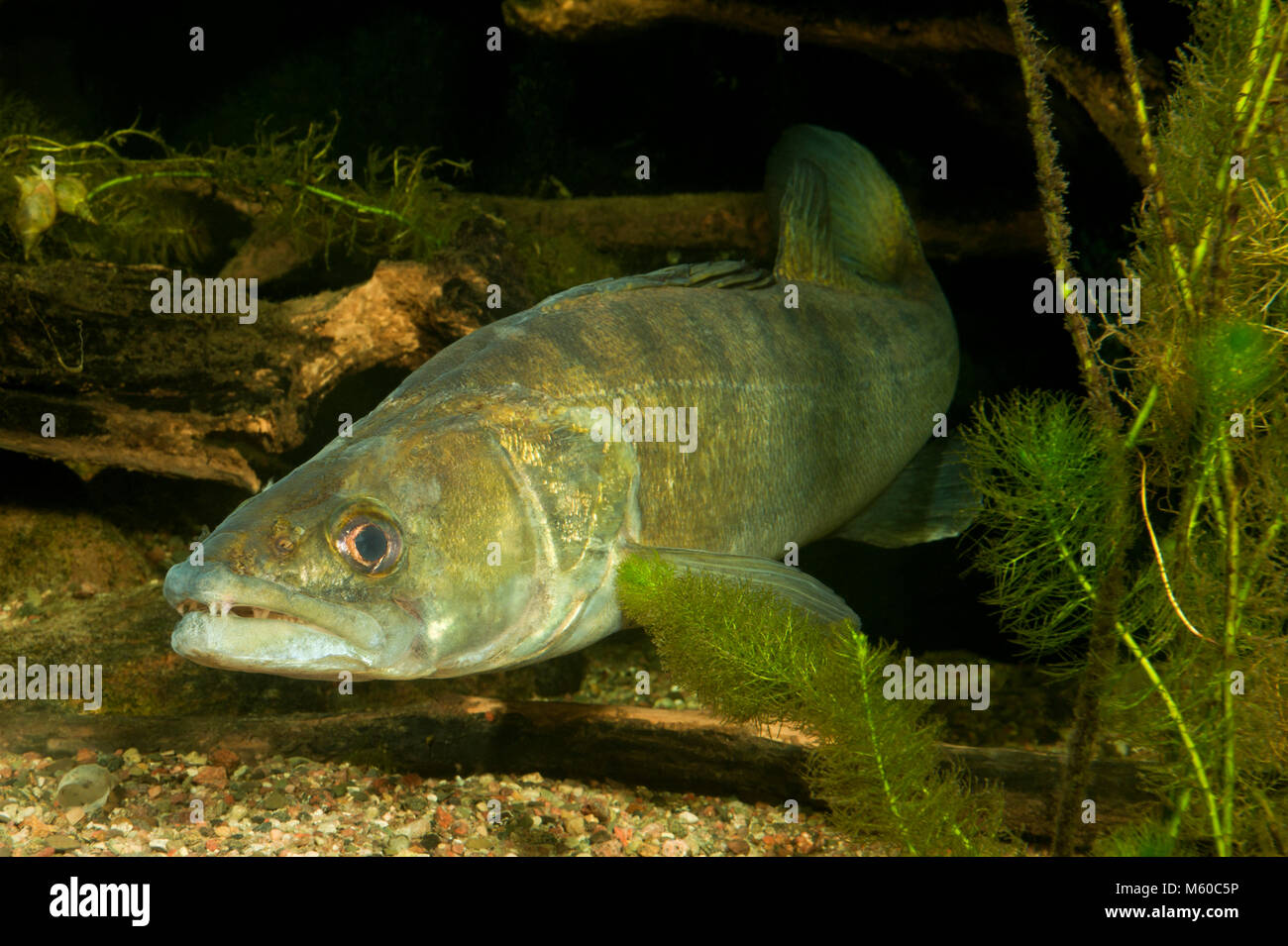 Pike-perch, Zander (Stizostedion lucioperca, Sander lucioperca) under water. Germany Stock Photo