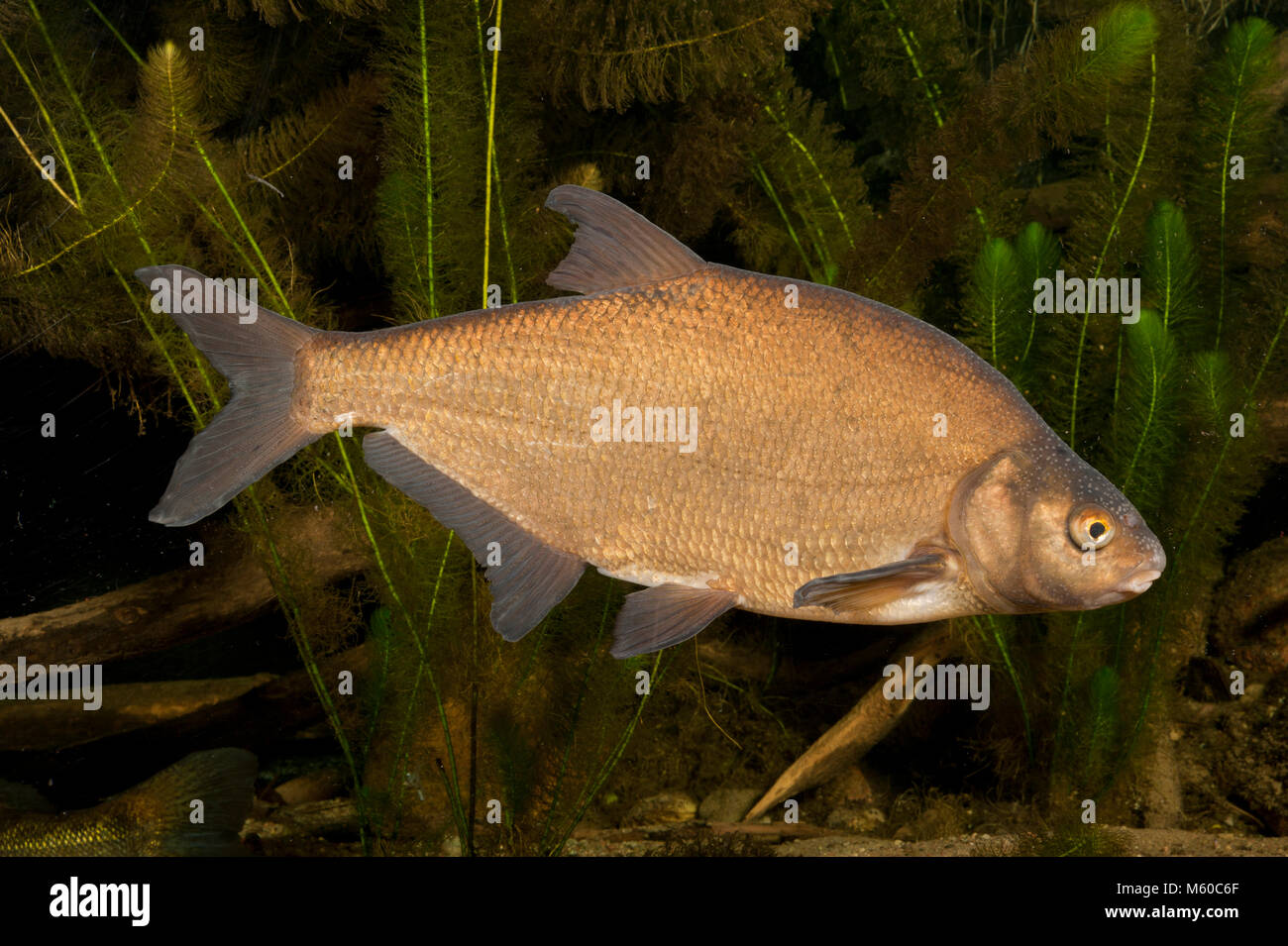 Common Bream (Abramis brama). Adult under water. Sale in German-speaking countries only Stock Photo