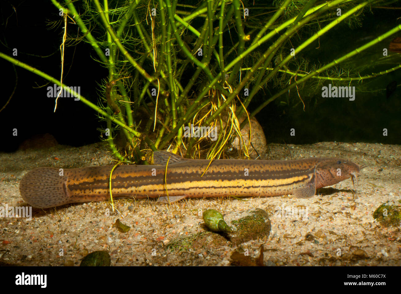 European Weatherfish (Misgurnus fossilis). Adult on the bottom of a pond. Germany Stock Photo