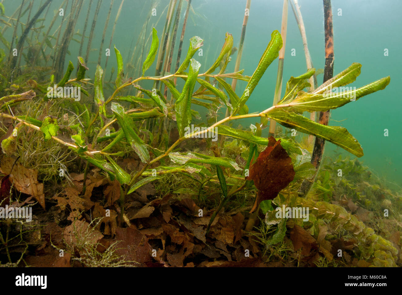 Shining Pondweed (Potamogeton lucens) under water. Germany Stock Photo