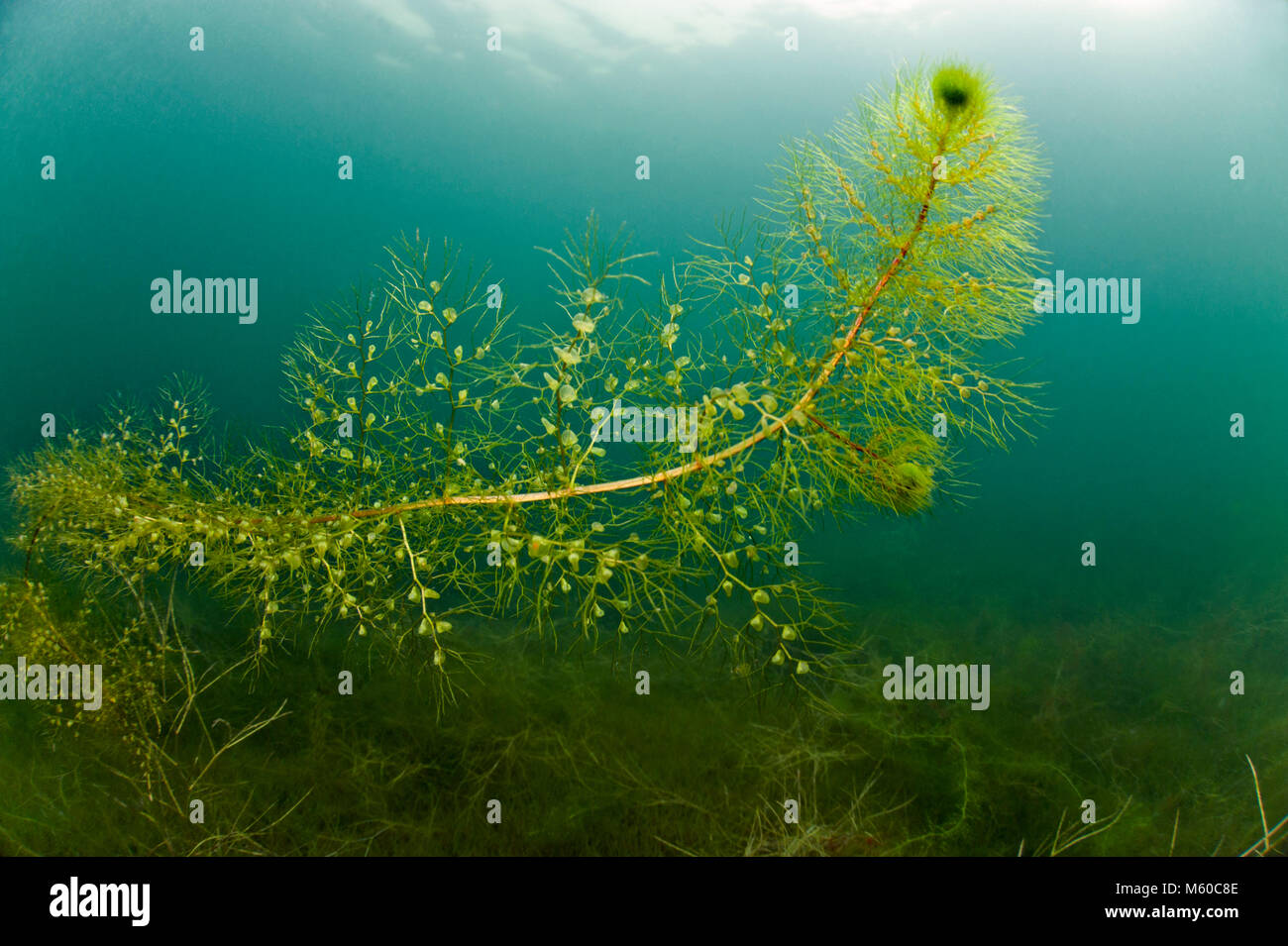 Bladderwort (Utricularia sp) under water. Germany Stock Photo