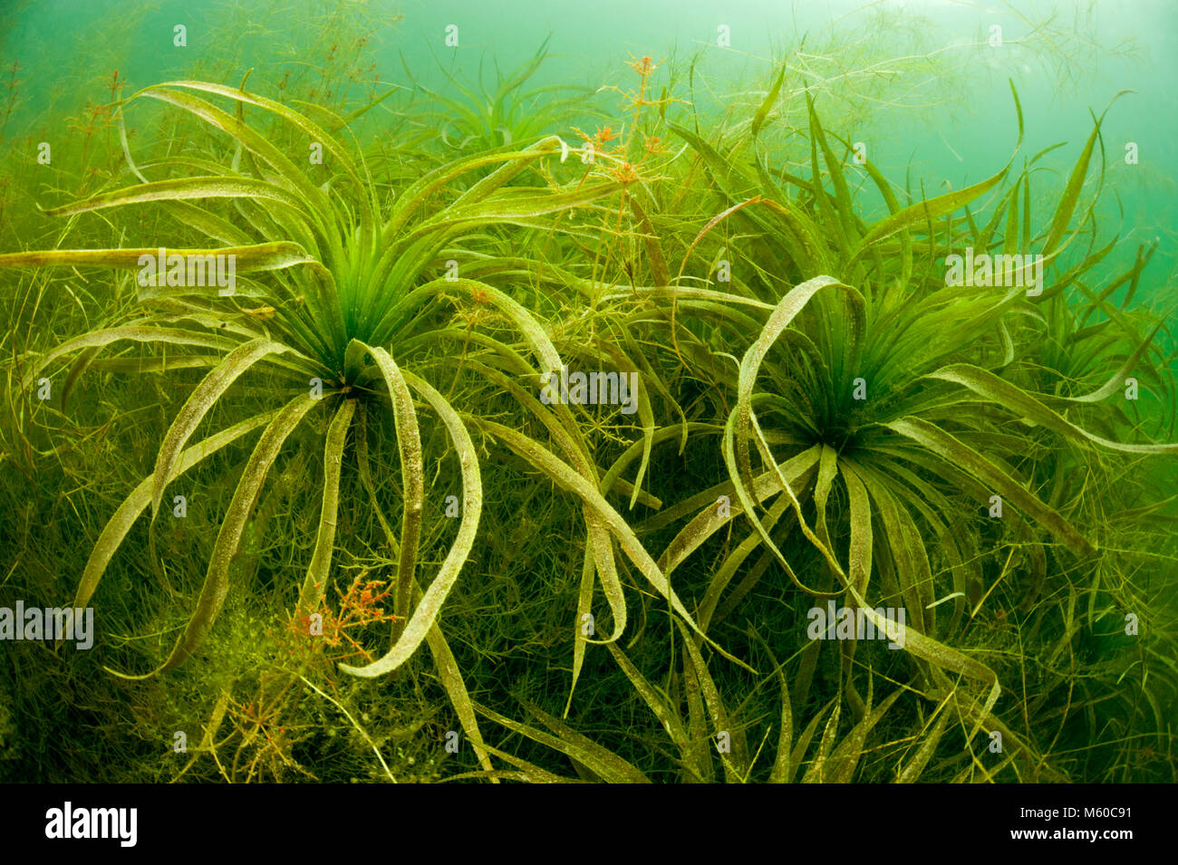 Water Soldier, Water Aloe (Stratiotes aloides) under water. Germany Stock Photo