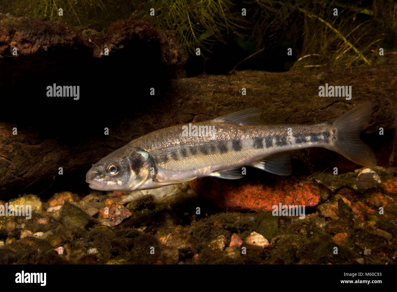 Minnow (Phoxinus phoxinus). Adult fish swimming under water. Germany Stock Photo
