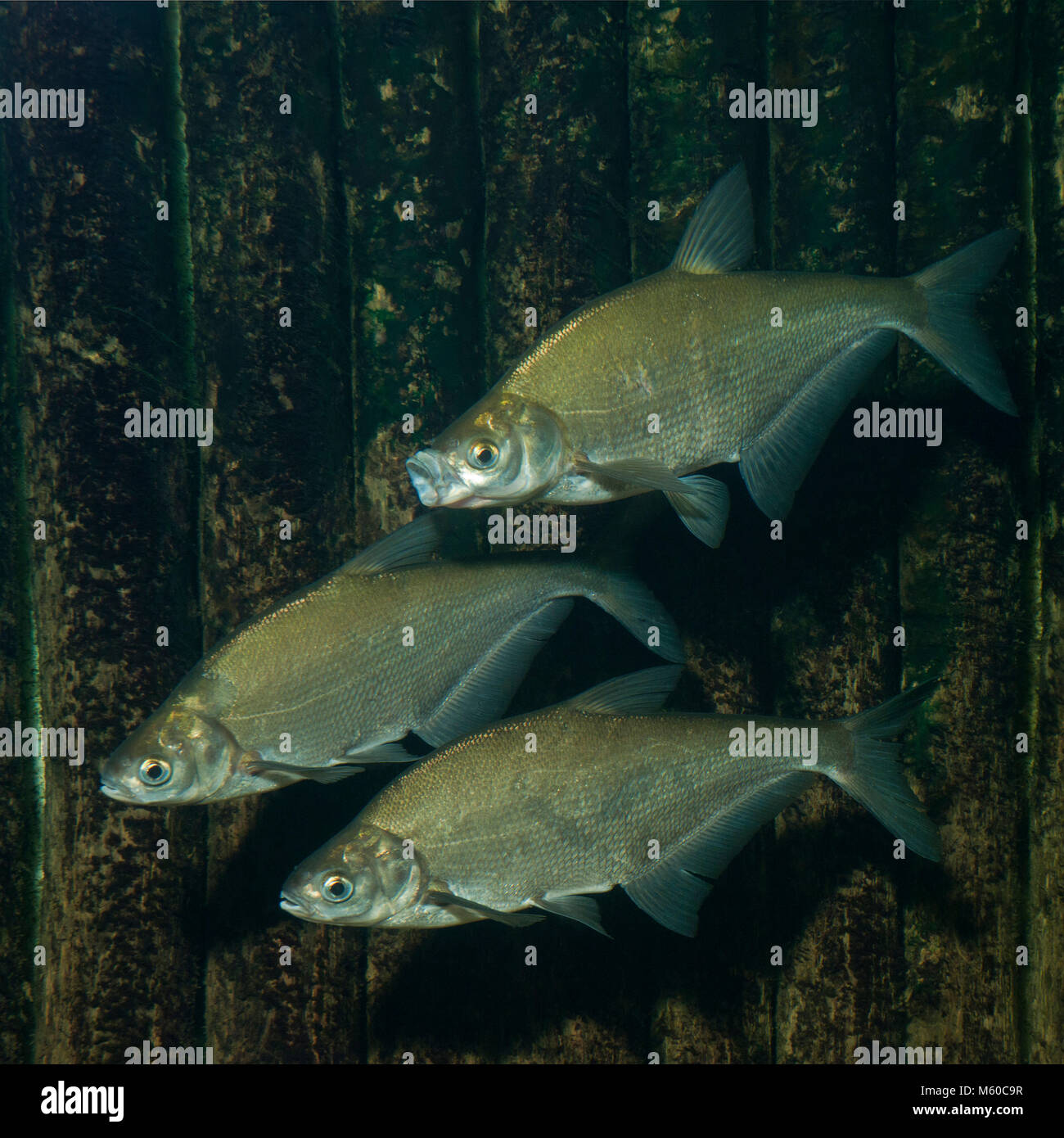 Zope (Abramis ballerus). Three adults under water. Germany Stock Photo