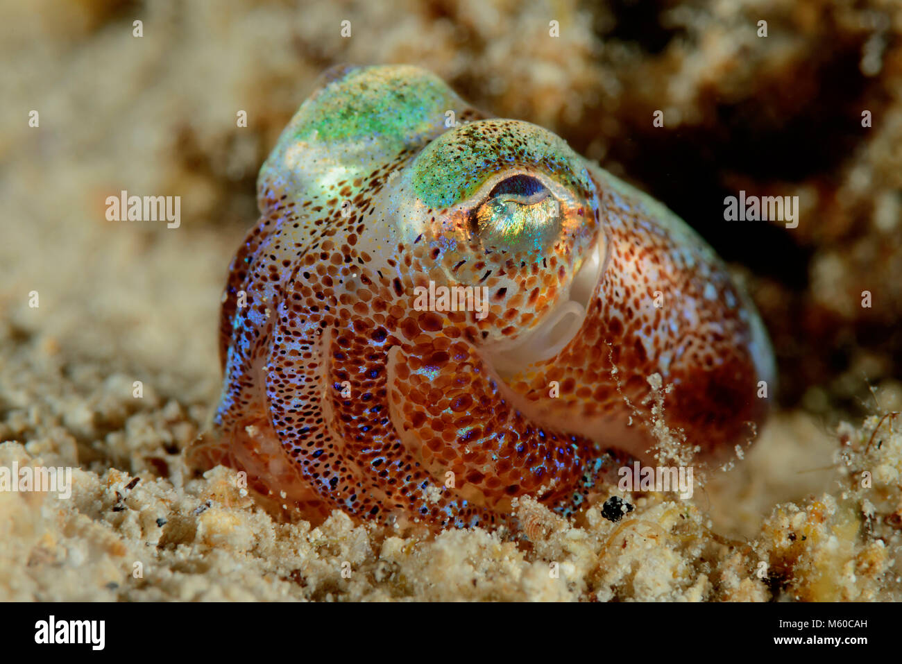 Common Bobtail squid {Sepietta oweniana) on sandy sea floor. Adriatic Sea, Mediterranean Sea, Dalmatia, Kornati, Croatia Stock Photo