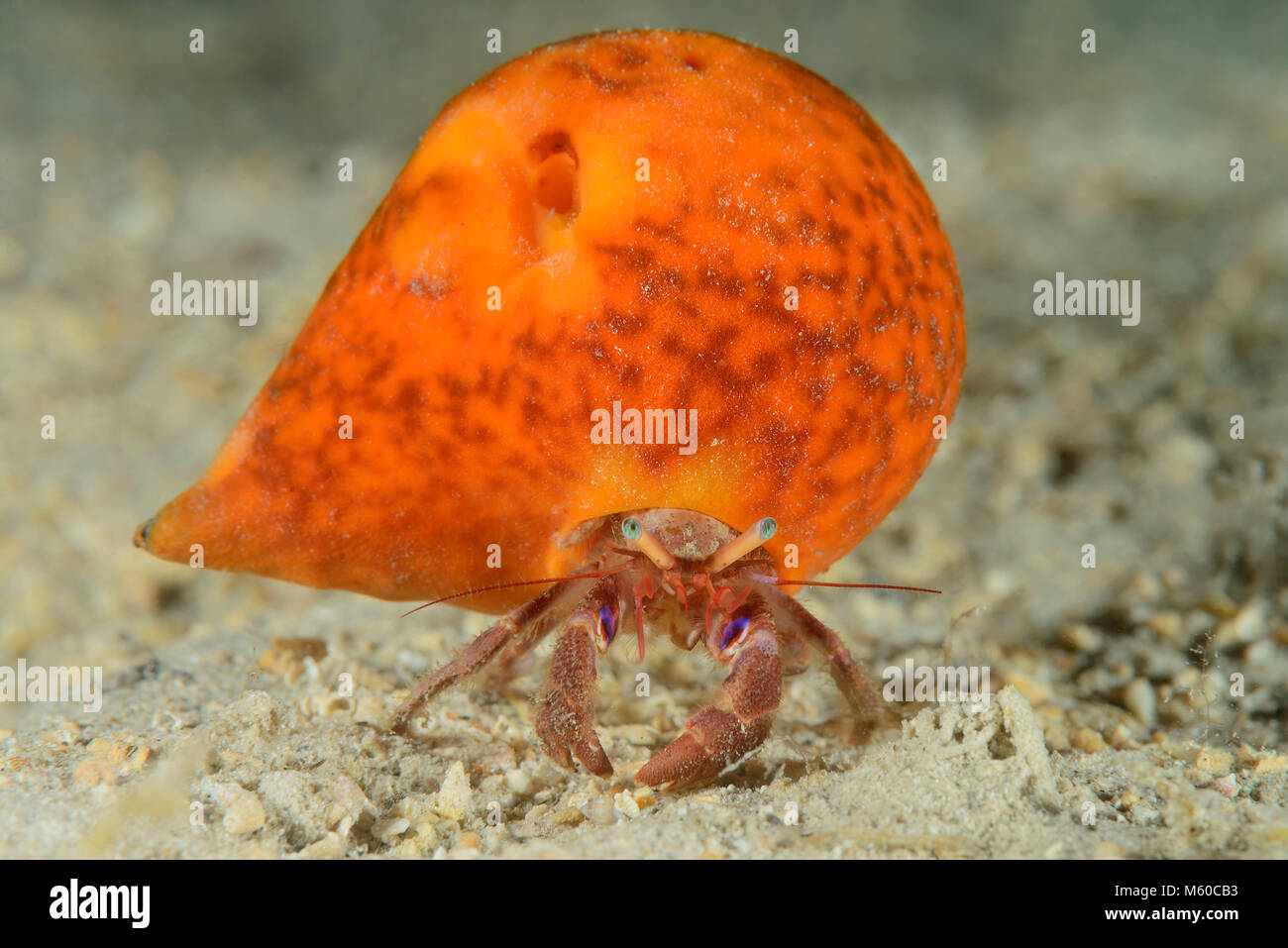 Crab Eye High Resolution Stock Photography and Images Alamy