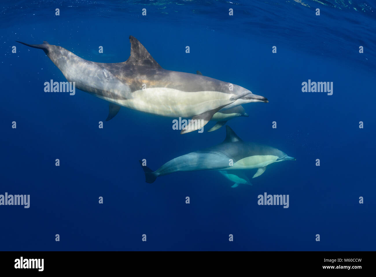 Long-beaked Common Dolphin (Delphinus capensis). Group swimming under water. Algoa Bay, Porth Elizabeth, South Africa Stock Photo