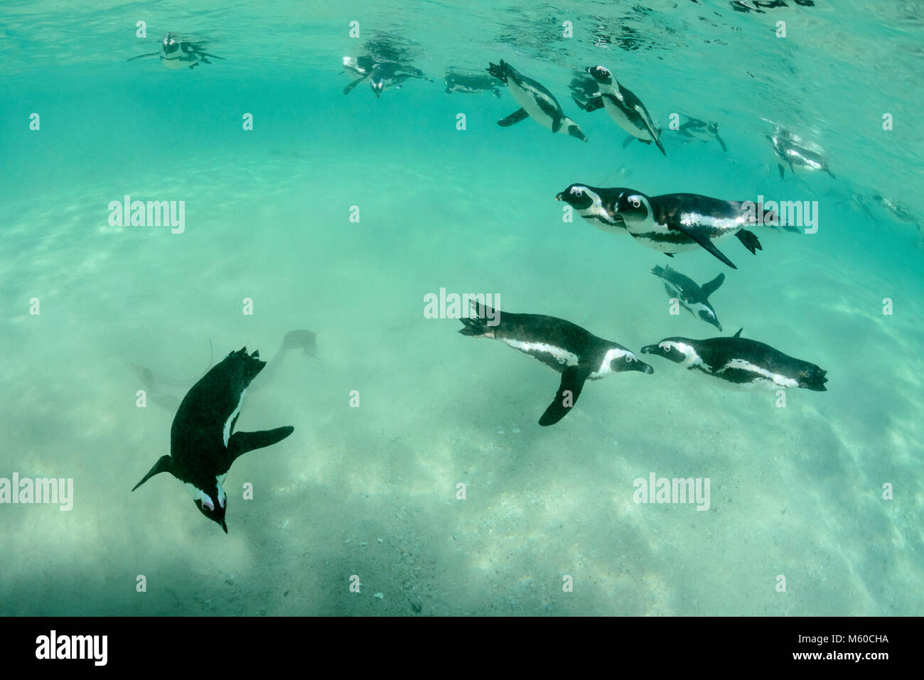 African Penguin (Spheniscus demersus). Group hunting under water. Boulders Beach, South Africa Stock Photo