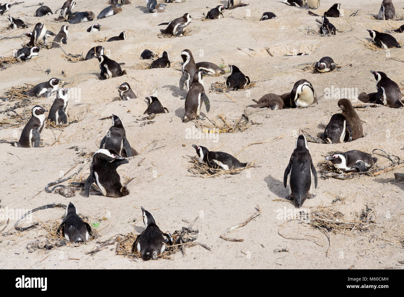 Jackass Penguin, African Penguin (Spheniscus demersus). Breeding colony on a beach. Boulders Beach, South Africa Stock Photo