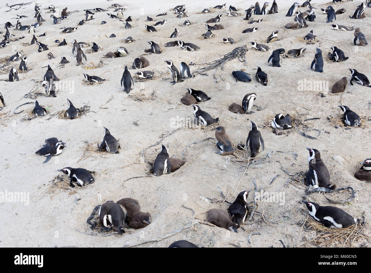 Jackass Penguin African Penguin Spheniscus Demersus Breeding Colony Jackass Penguin African Penguin Spheniscus Demersus Breeding Colony
