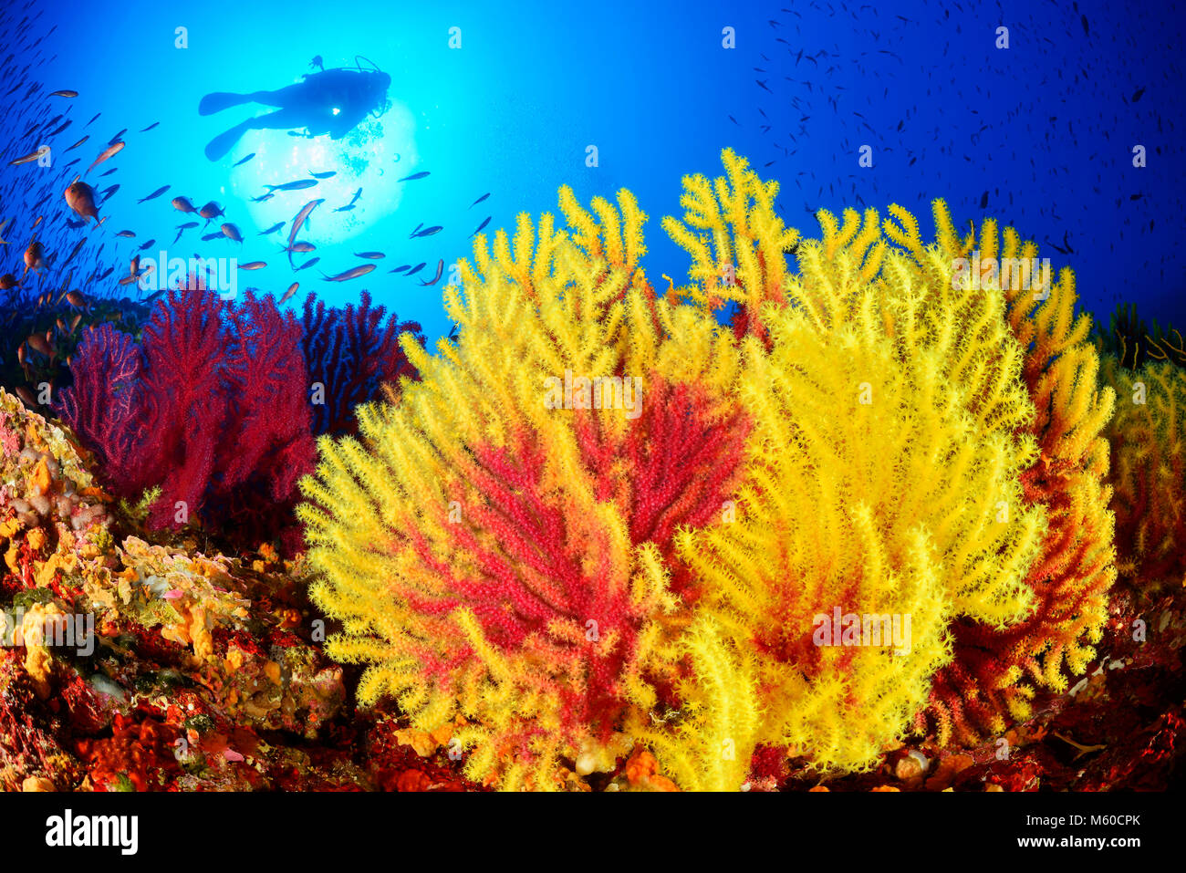 Coral reef with Violescent Sea-whip (Paramuricea clavata) and scuba diver. Adriatic Sea, Mediterranean Sea, Island Susac, Nature Prk Lastovo, Dalmatia, Croatia, MR Yes Stock Photo