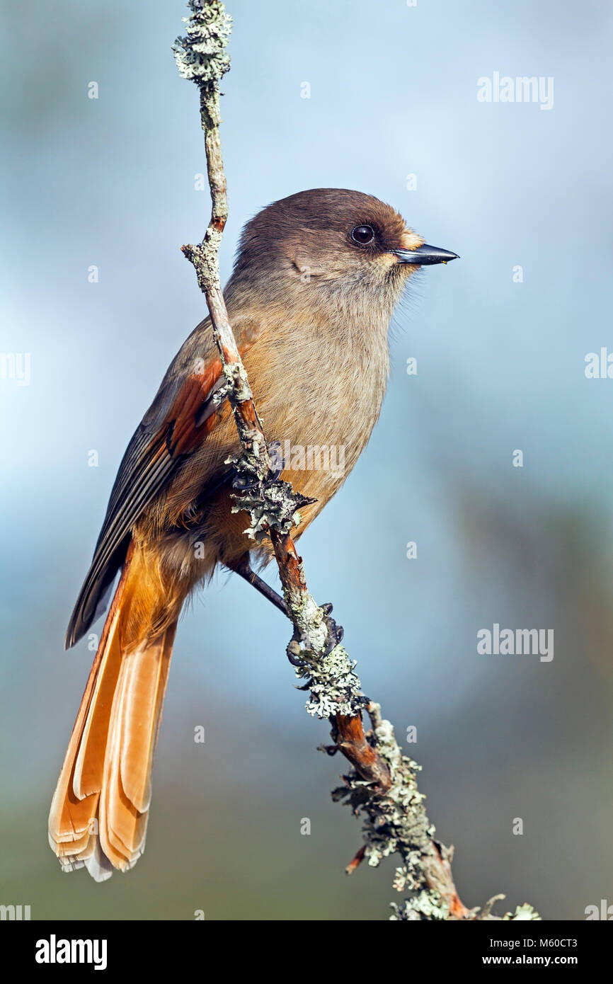 Siberian Jay (Perisoreus infaustus) perched on lichen-covered twig. Sweden Stock Photo