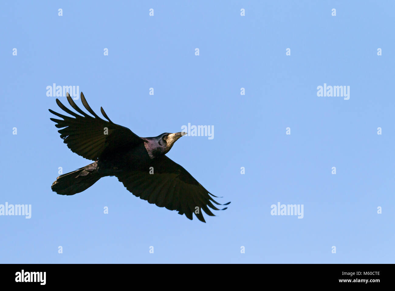 Rook (Corvus frugilegus). Adult in flight. Germany Stock Photo
