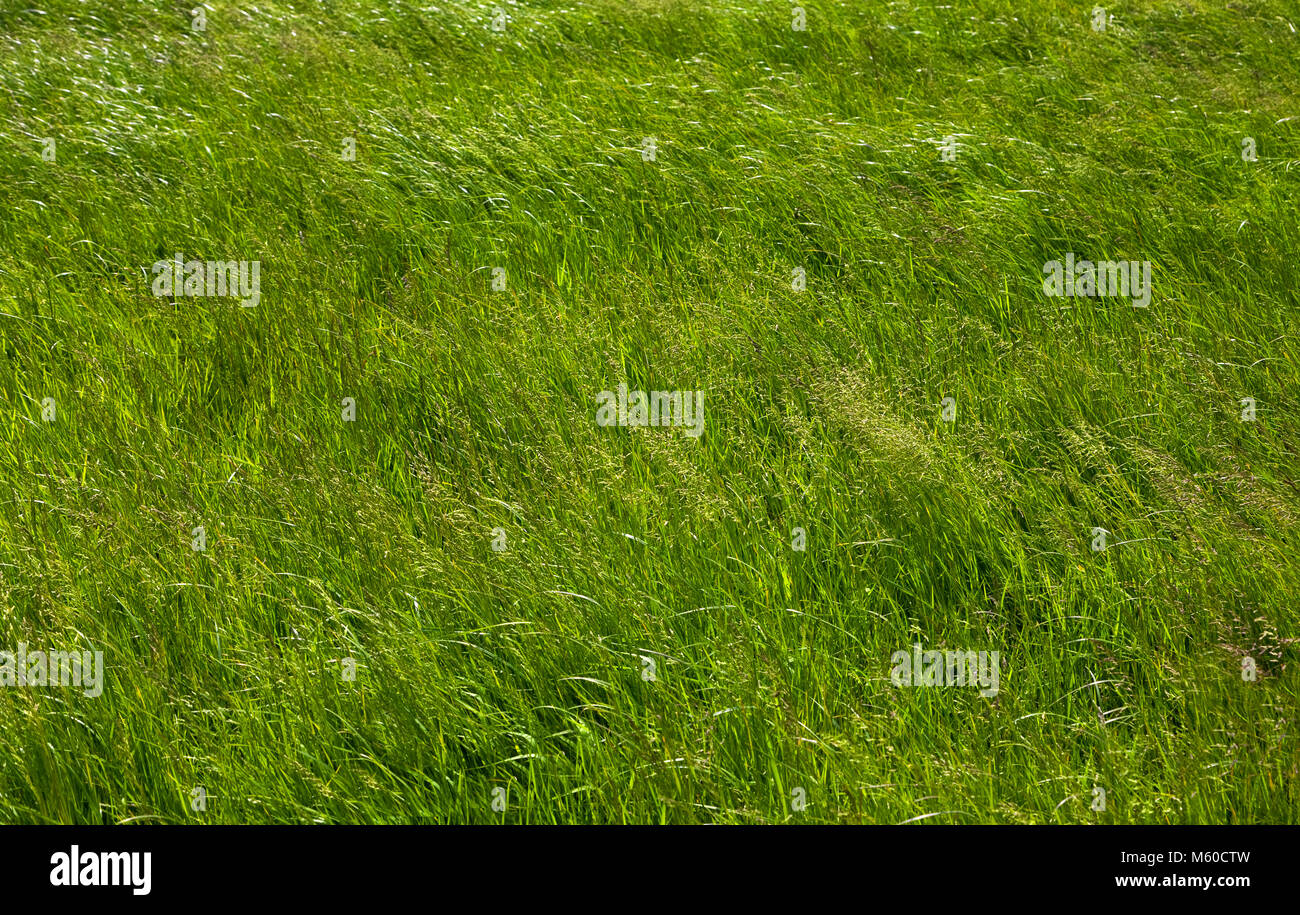 Grass in a County Waterford field, sustenance for the cattle, Ireland Stock Photo