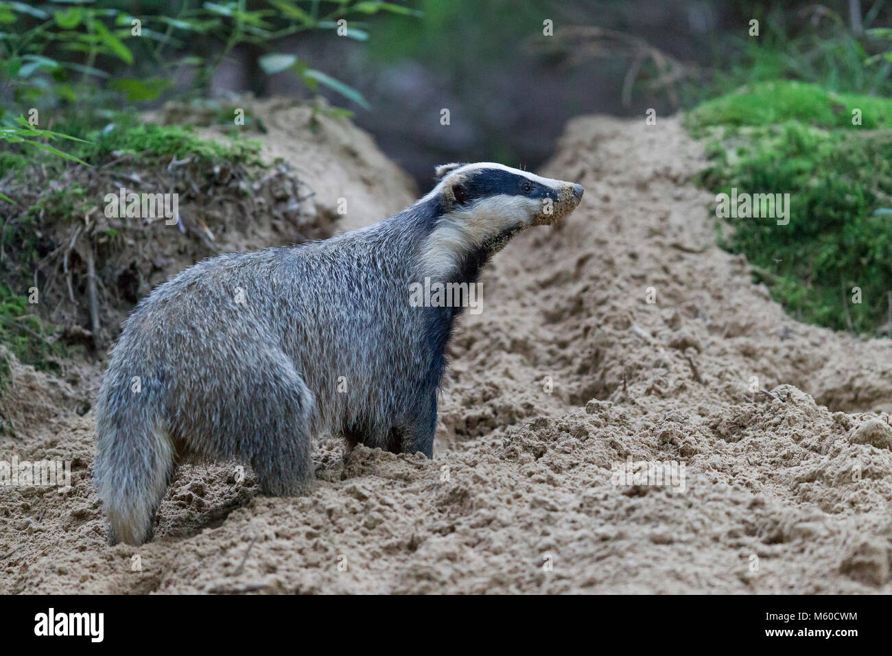 European Badger (Meles meles). Adult digging den. Germany Stock Photo