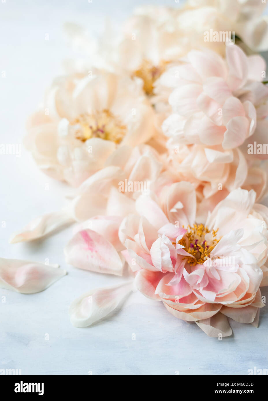 Close up view from above of faded coral charm peonies on a white and grey painted backdrop, shot in natural light Stock Photo