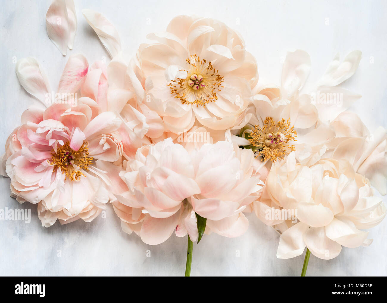view from above of faded coral charm peonies on a white and grey painted backdrop, shot in natural light Stock Photo