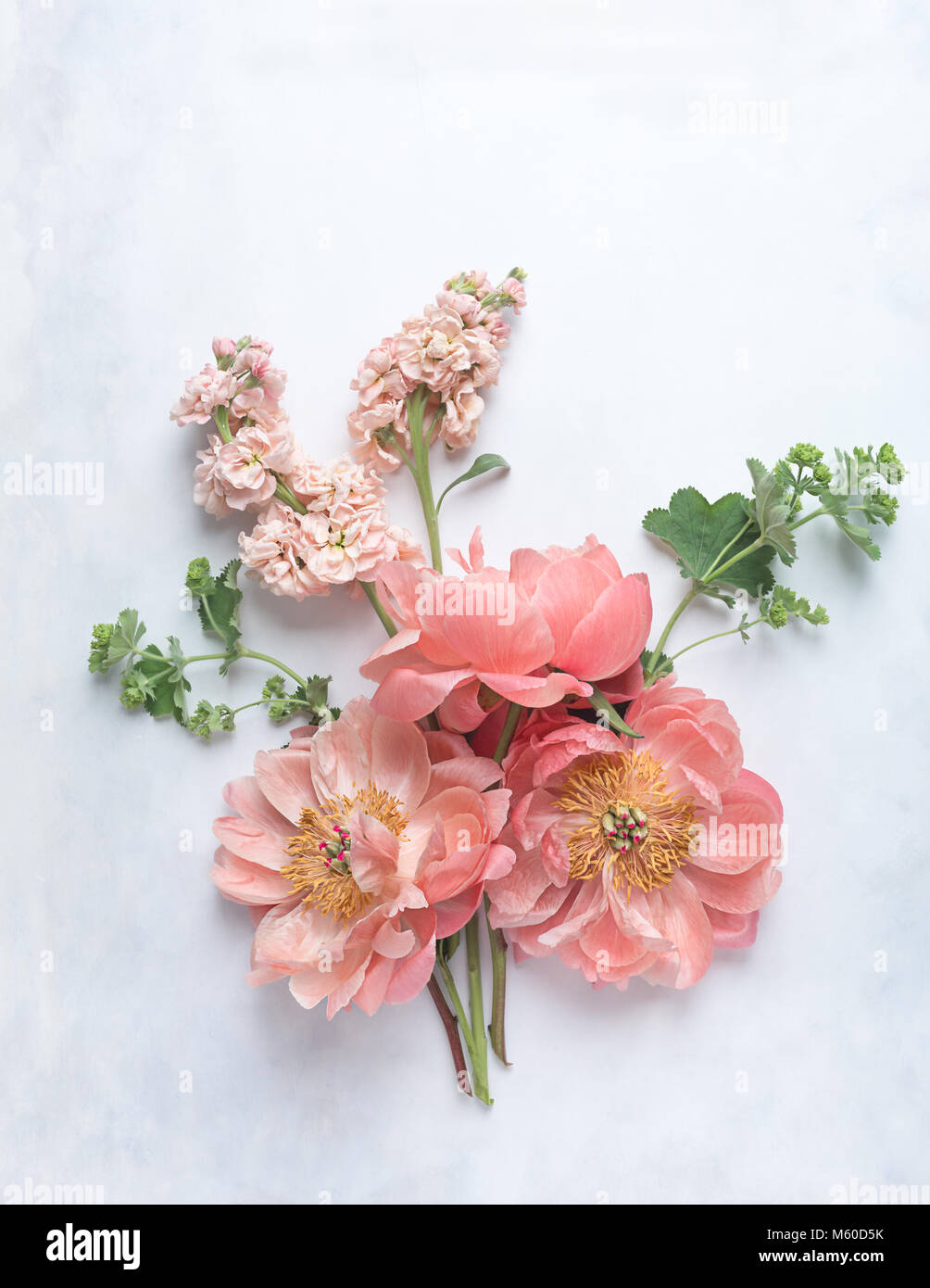 view from above of three coral peonies in bloom with two pink stocks and sprigs of lady's mantle, laid on painted white and grey backdrop, portrait Stock Photo