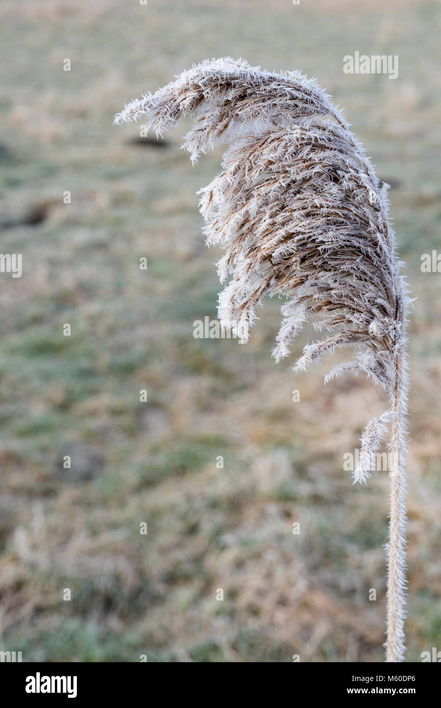 Phragmites australis. Common reed covered in frost in the english countryside. Oxfordshire, UK Stock Photo