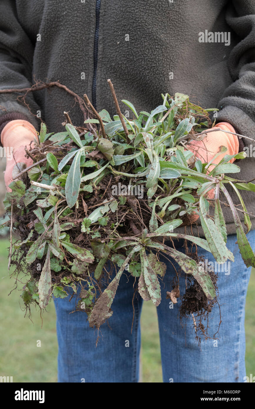 Leucanthemum × superbum. Gardener holding dug up Shasta daisy plants in February. UK Stock Photo