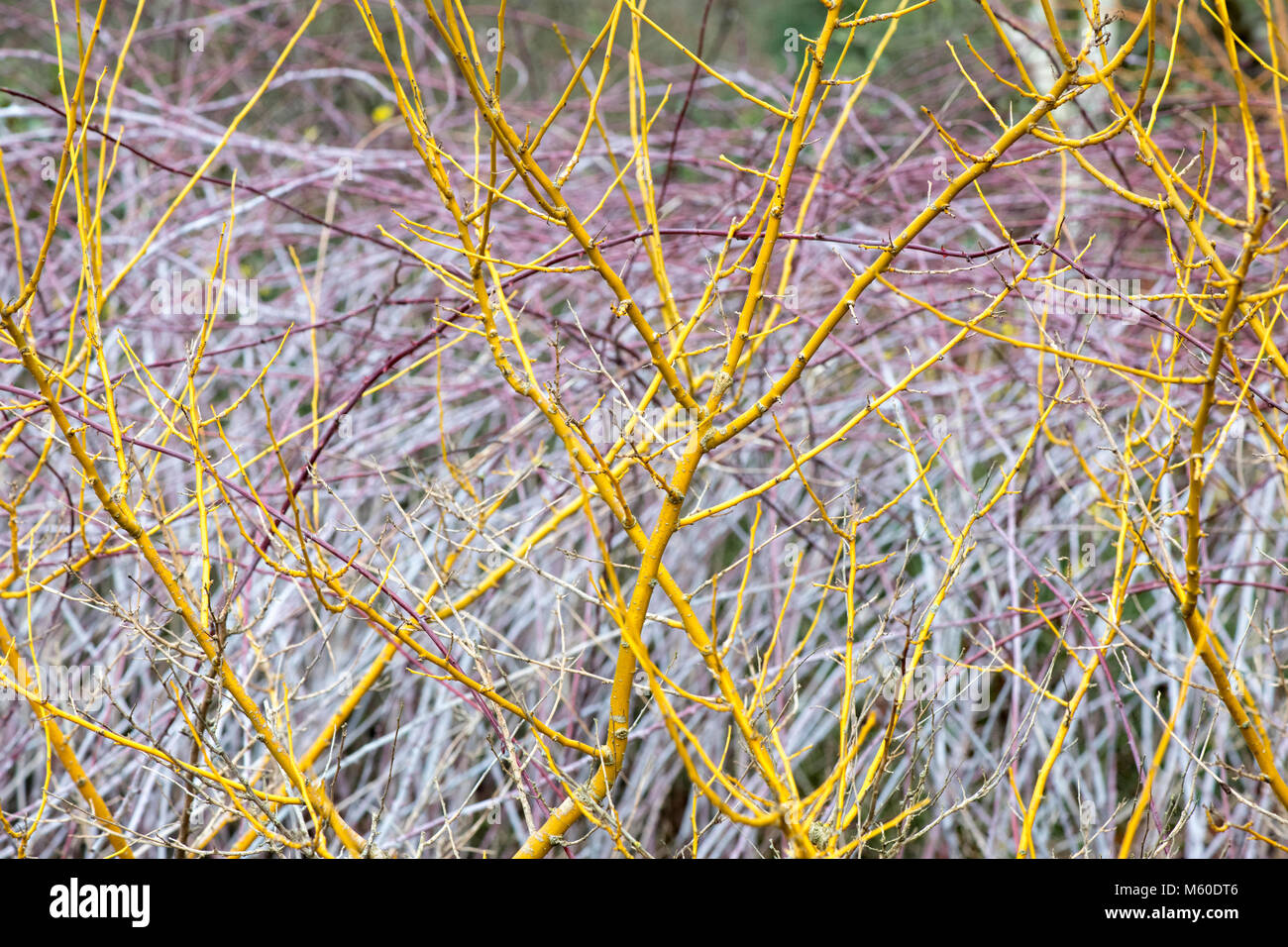 Styphnolobium japonicum Flaviraneum. Japanese pagoda tree stems in winter. England Stock Photo