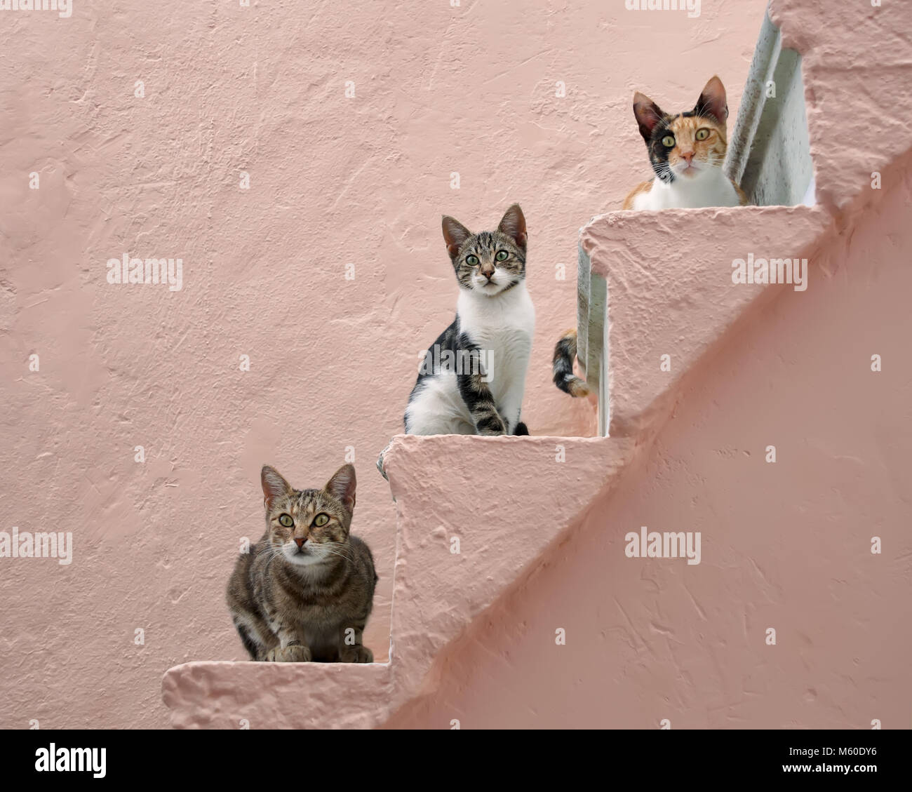 Three companioned cats of various colours posture side by side on a pale pink stony outside stairway on the Greek island Chios, North Aegean, Greece Stock Photo