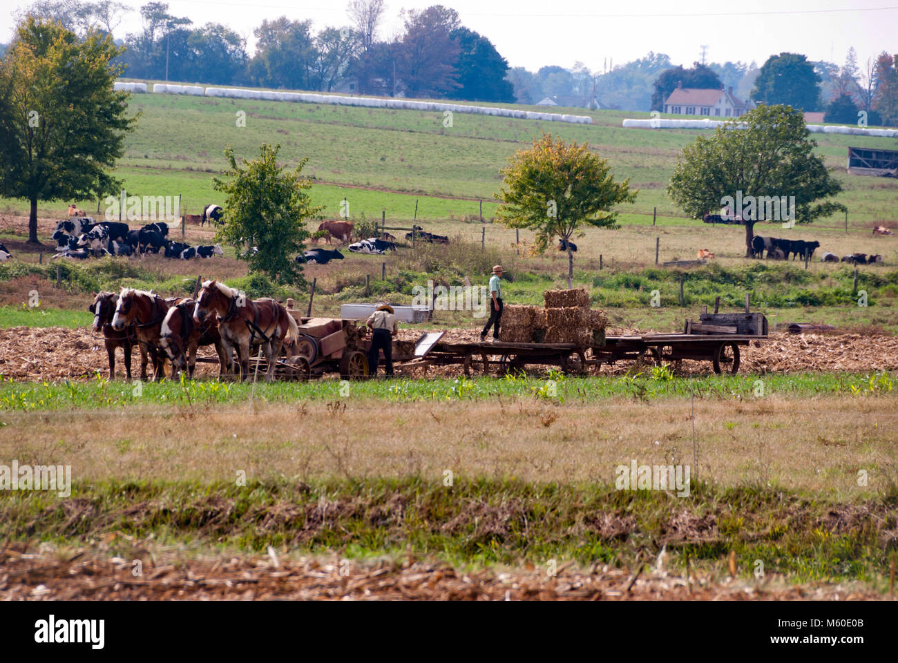 Harvesting wheat by horse hi-res stock photography and images - Alamy