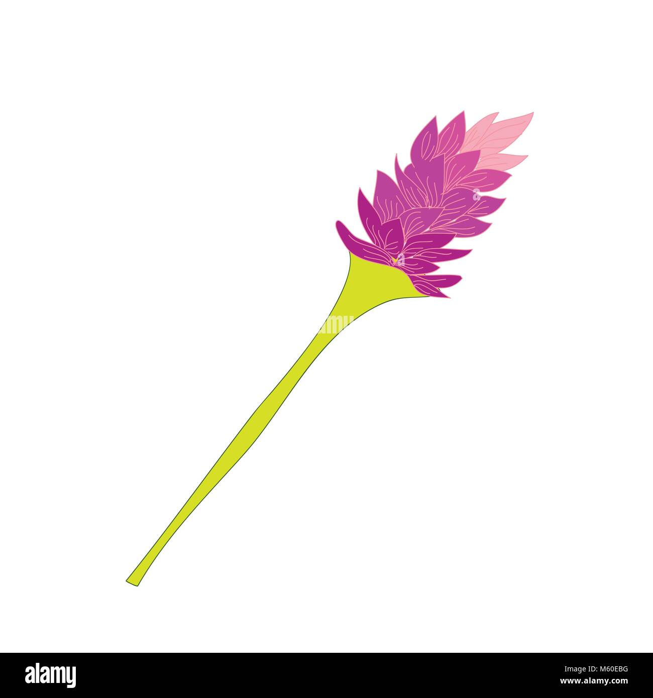 Pink Lavender Tropical Flower Hand Drawn Illustration Stock Vector