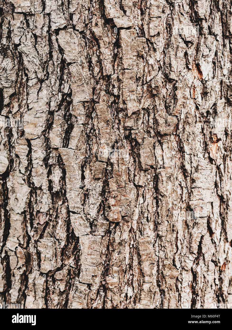 Bark of Elm. Seamless Tileable Texture. Old wood skin. Natural background Stock Photo