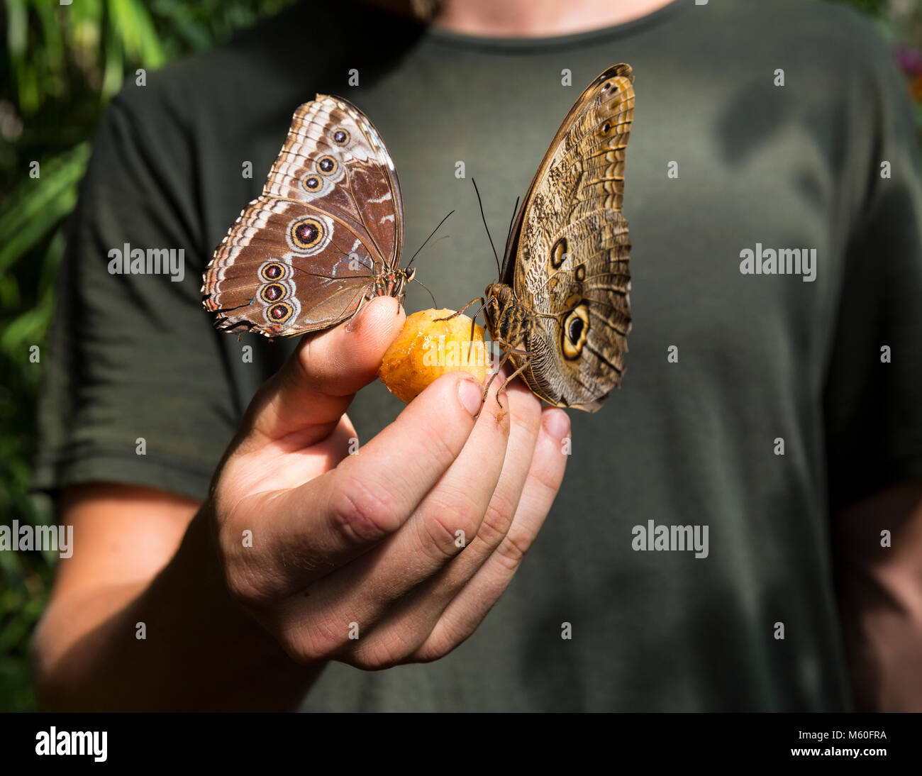 Morpho peleides butterfly (Peleides blue morpho) feeding on a piece of fruit held in a man's hand, Vienna butterfly house, Austria. Stock Photo