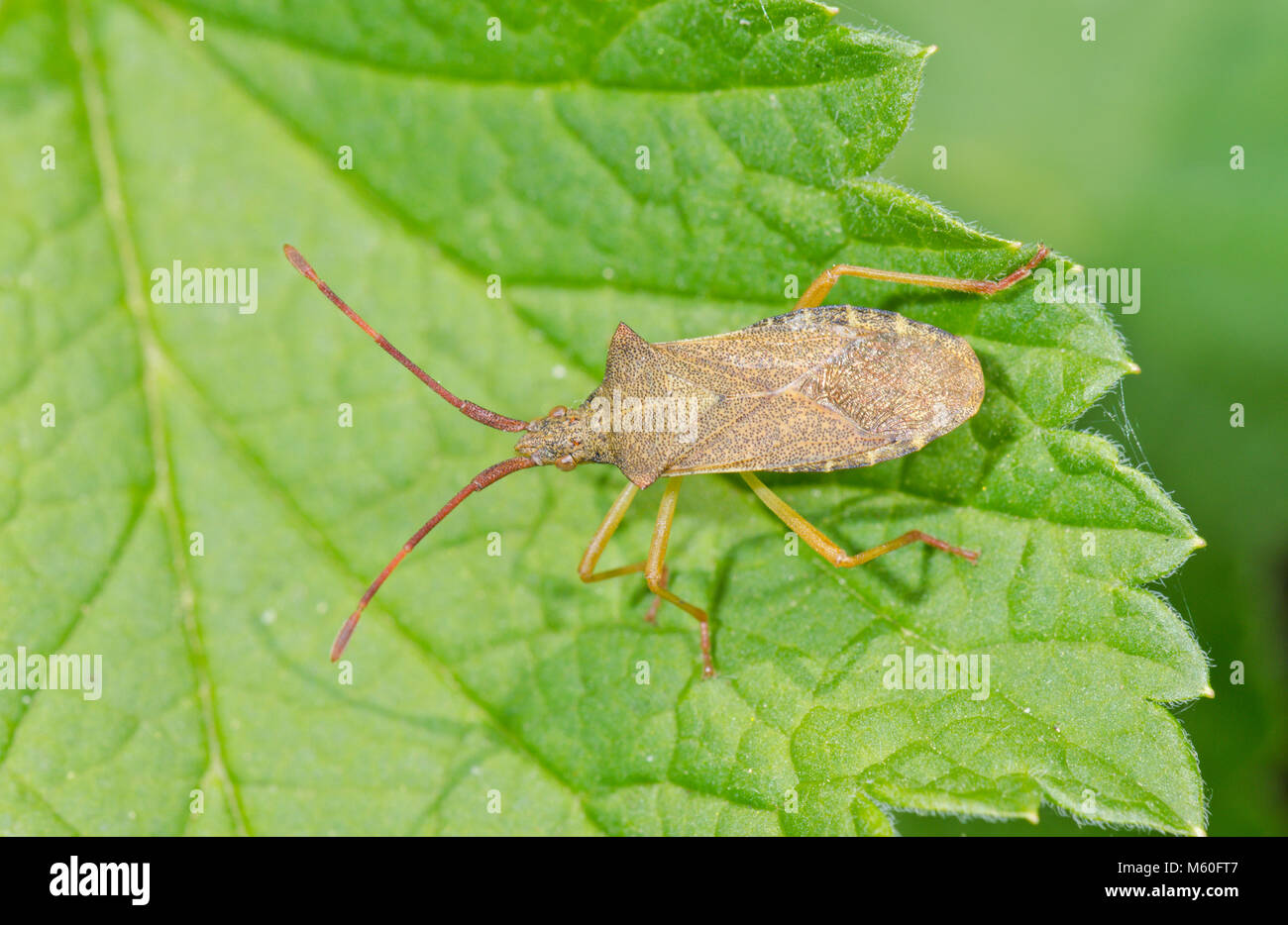 Box Bug (Gonocerus acuteangulatus). Squashbug, Coreidae. Sussex, UK Stock Photo