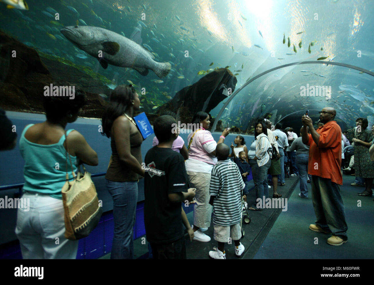 Visitors to the Aquarium watch a large grouper swim in its tank