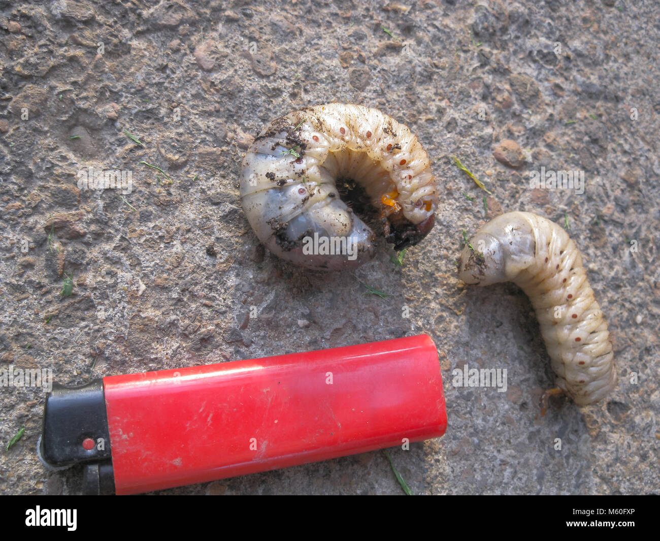 big worms macro photo closeup white worms for fishing Stock Photo Alamy