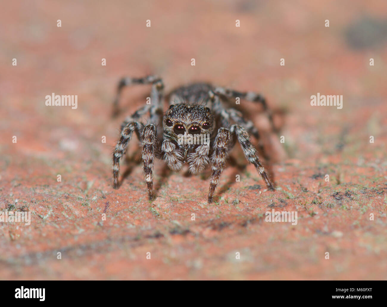 Downy Jumper (Sitticus pubescens) Female Jumping Spider hunting in Sussex, UK Stock Photo